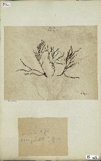 spécimen de Cystoseira spinosa