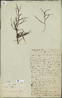 spécimen de Cystoseira spinosa