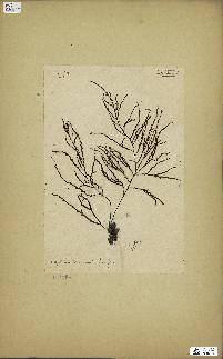 spécimen de Cystoseira spinosa