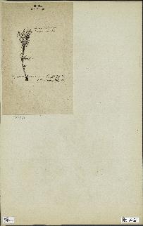 spécimen de Cystoseira spinosa