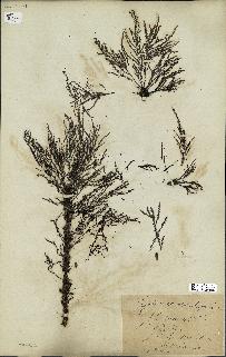 spécimen de Cystoseira spinosa