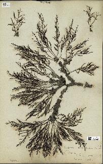 spécimen de Cystoseira spinosa