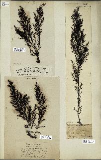 spécimen de Cystoseira stricta