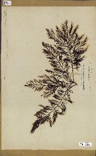 spécimen de Cystoseira abrotanifolia