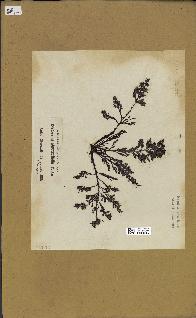 spécimen de Cystoseira abrotanifolia