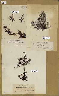 spécimen de Cystoseira abrotanifolia