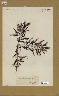 spécimen de Cystoseira abrotanifolia