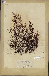 spécimen de Cystoseira abrotanifolia