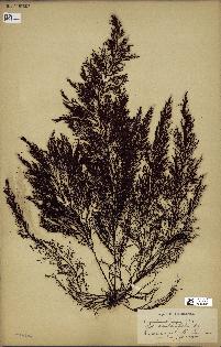 spécimen de Cystoseira abrotanifolia