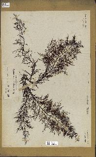 spécimen de Cystoseira abrotanifolia