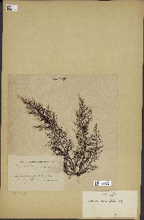 spécimen de Cystoseira abrotanifolia
