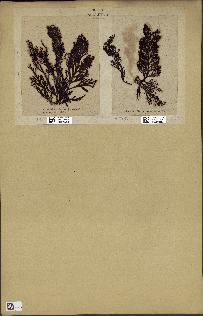 spécimen de Cystoseira abrotanifolia