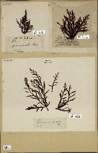 spécimen de Cystoseira abrotanifolia