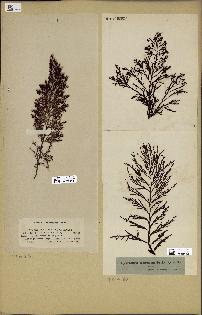 spécimen de Cystoseira abrotanifolia