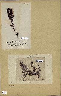 spécimen de Cystoseira abrotanifolia