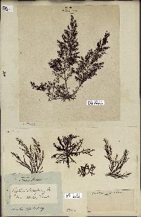 spécimen de Cystoseira abrotanifolia