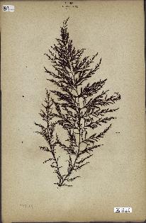 spécimen de Cystoseira abrotanifolia