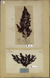 spécimen de Cystoseira abrotanifolia