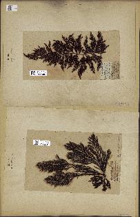 spécimen de Cystoseira abrotanifolia