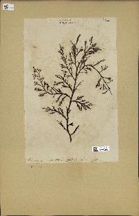spécimen de Cystoseira abrotanifolia