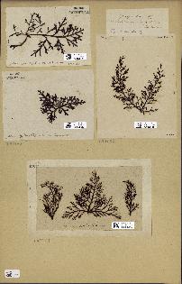 spécimen de Cystoseira abrotanifolia