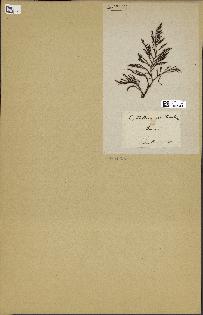spécimen de Cystoseira abrotanifolia