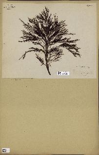 spécimen de Cystoseira barbata