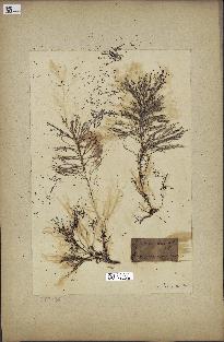 spécimen de Cystoseira barbata