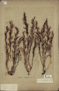 spécimen de Cystoseira amentacea