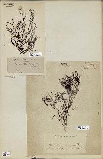 spécimen de Cystoseira abies-marina