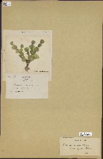 spécimen de Halimeda versatilis