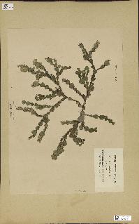 spécimen de Halimeda cuneata