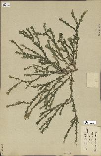 spécimen de Halimeda cuneata