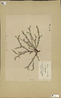 spécimen de Halimeda cuneata