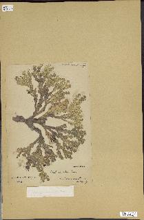 spécimen de Halimeda tridens