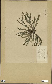 spécimen de Halimeda cuneata