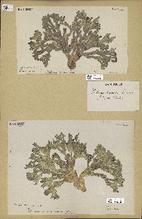 spécimen de Halimeda incrassata