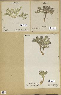 spécimen de Halimeda incrassata