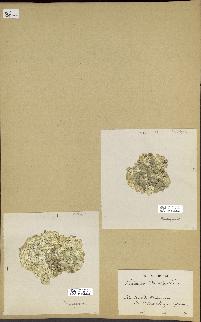 spécimen de Halimeda opuntia