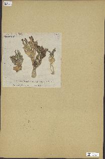 spécimen de Halimeda incrassata