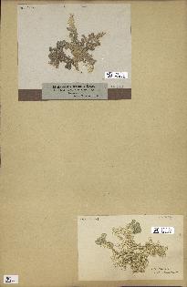 spécimen de Halimeda opuntia
