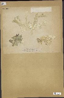 spécimen de Halimeda opuntia