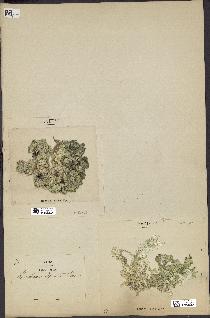 spécimen de Halimeda opuntia