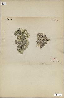 spécimen de Halimeda opuntia