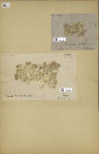spécimen de Halimeda opuntia