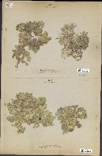 spécimen de Halimeda opuntia