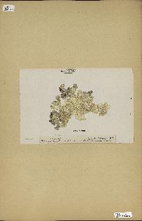 spécimen de Halimeda opuntia