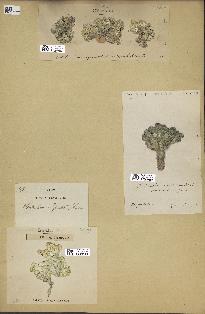 spécimen de Halimeda opuntia