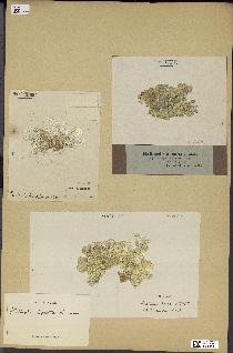 spécimen de Halimeda opuntia