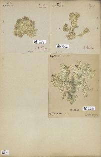 spécimen de Halimeda opuntia